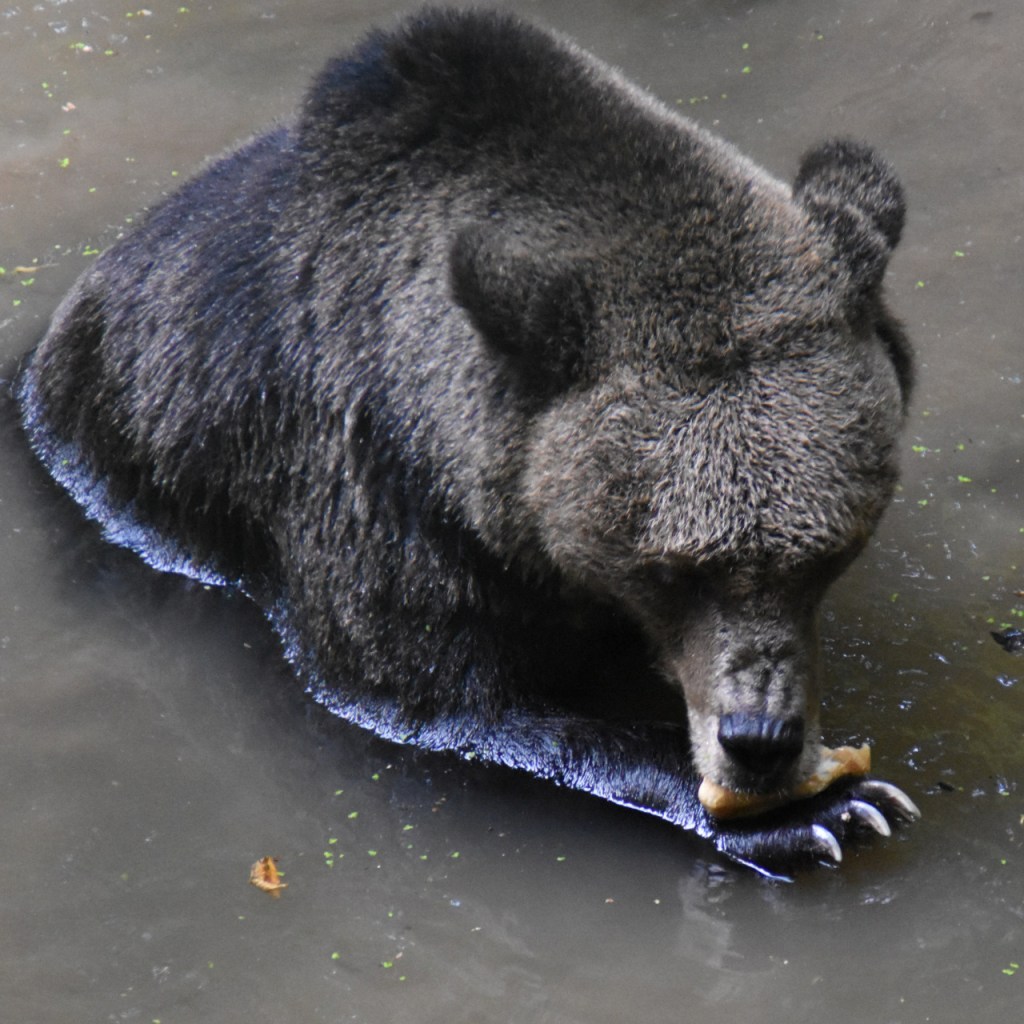 Ein Bär frisst im Wasser ein Stück Gemüse (© Cornelia Hebrank, 2021)