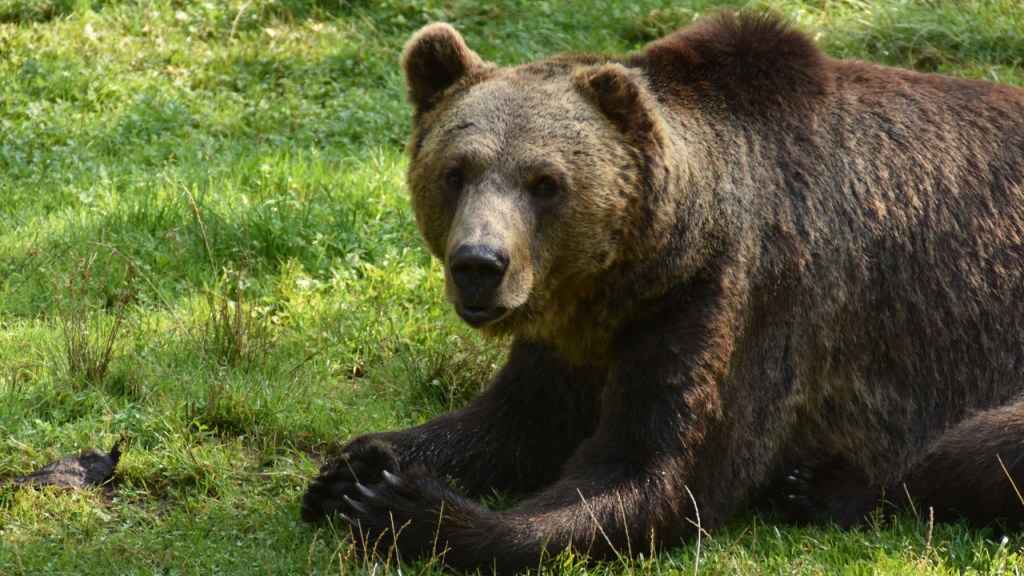 Ein liegender Bär präsentiert seine Tatzen (© Cornelia Hebrank, 2025)