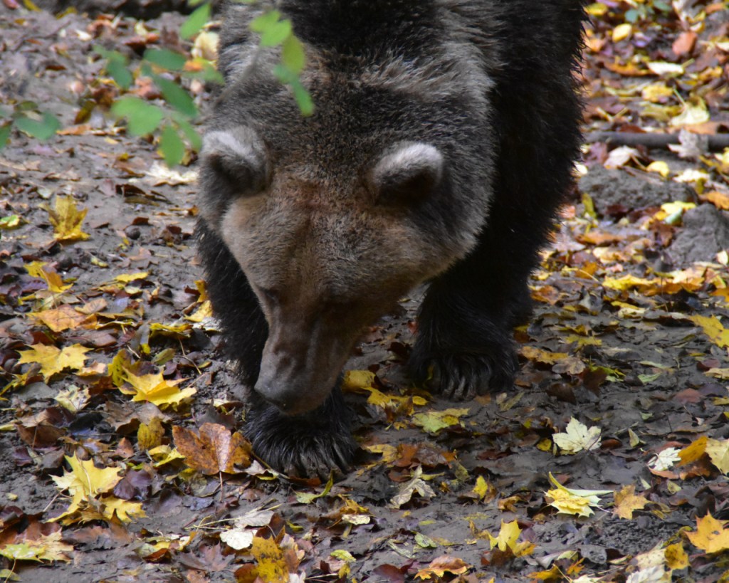 Ein laufender und schnüffelnder Bär (© Cornelia Hebrank, 2022)