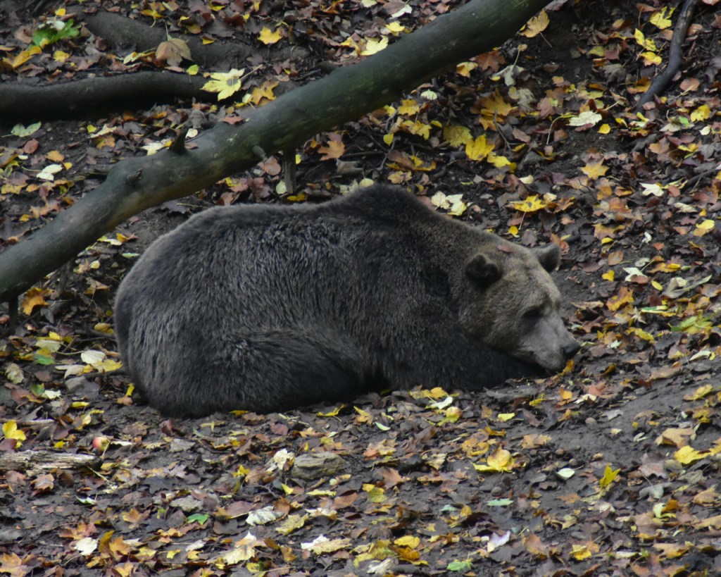 Ein liegender Bär im Herbstlaub (© Cornelia Hebrank, 2022)