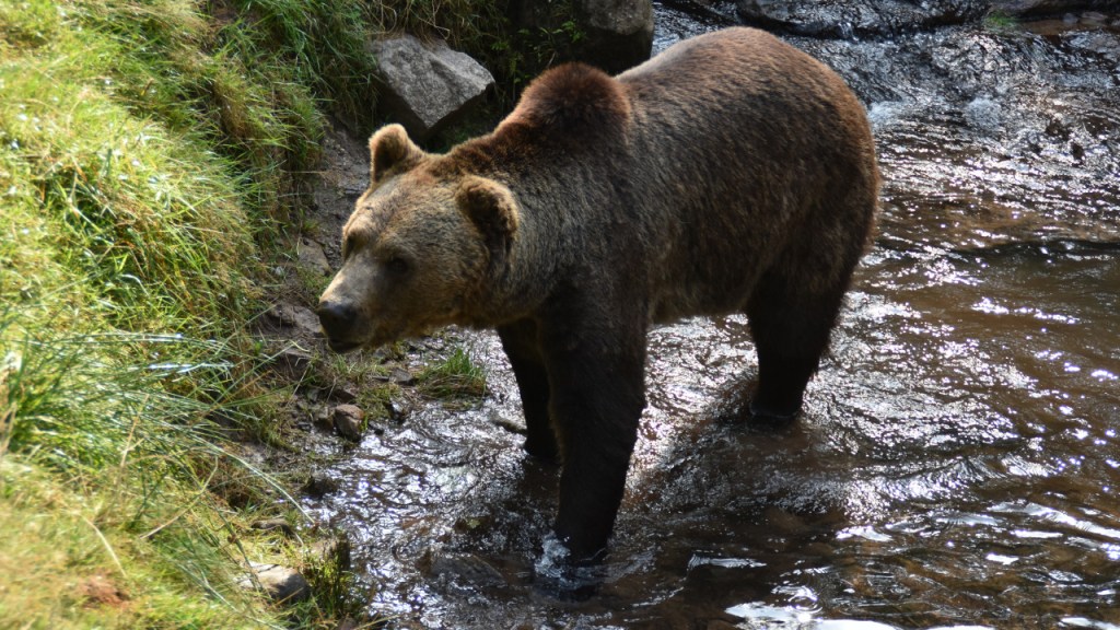 Bären – gemütlich im&nbsp;Wald?