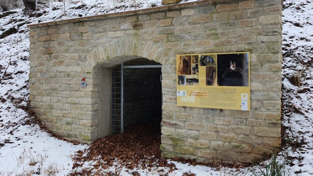 Eingang zu einem Keller, der mit einer Gittertür gesichert ist und ein Hinweisschild über Fledermäuse zeigt (© Cornelia Hebrank, 2026)