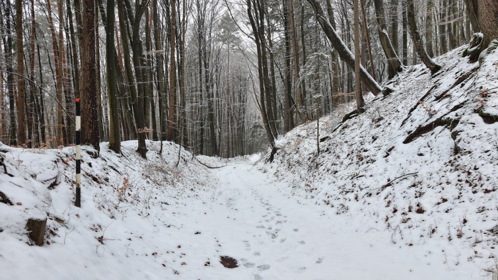 Waldweg mit Schnee (© Cornelia Hebrank, 2026)