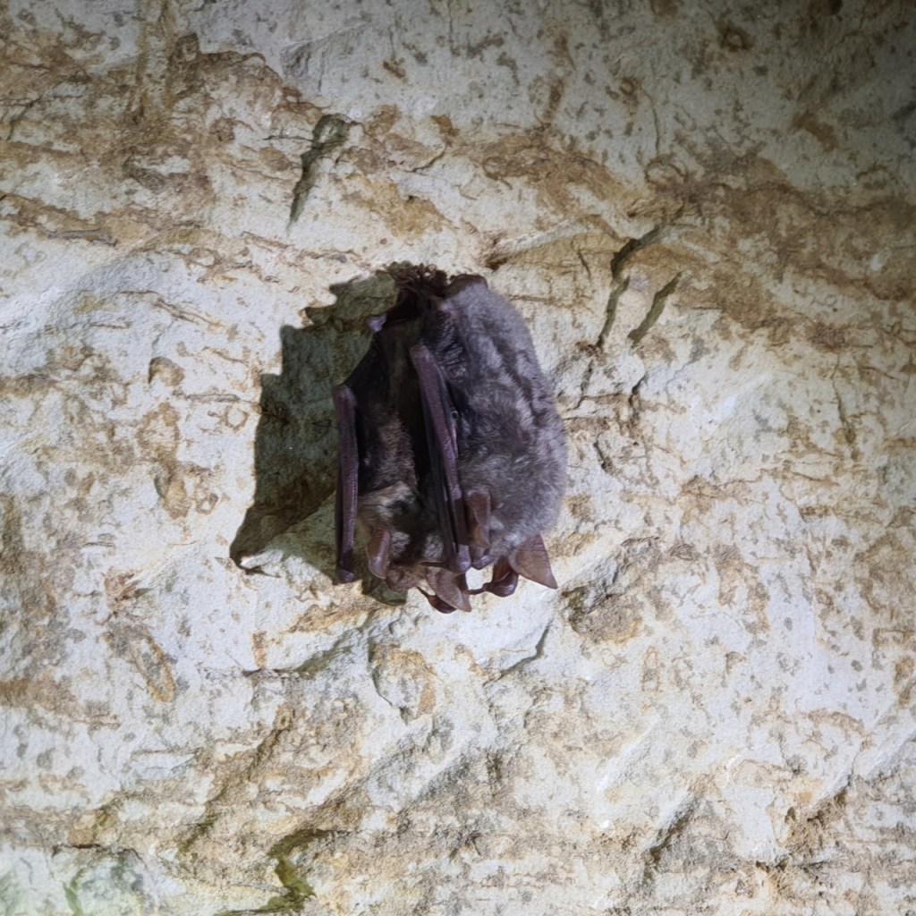 zwei große Mausohren hängen an einer Wand (© Cornelia Hebrank, 2026)