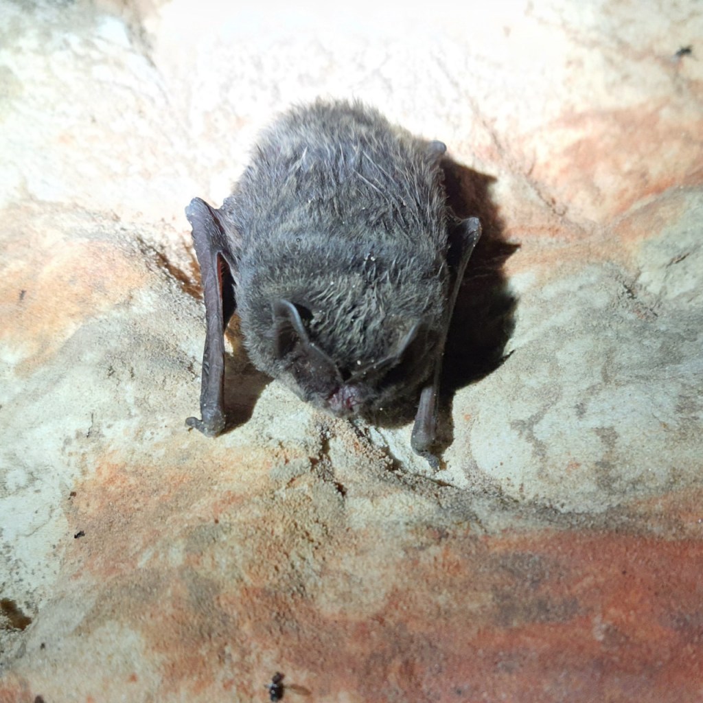 Wintersaison im Fledermausschutz