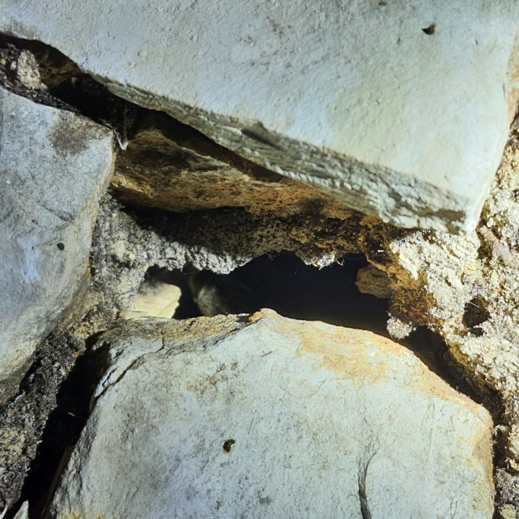 Eine Spalte mit Fledermaus, von der nur ein Stückchen sichtbar ist (© Cornelia Hebrank, 2026)