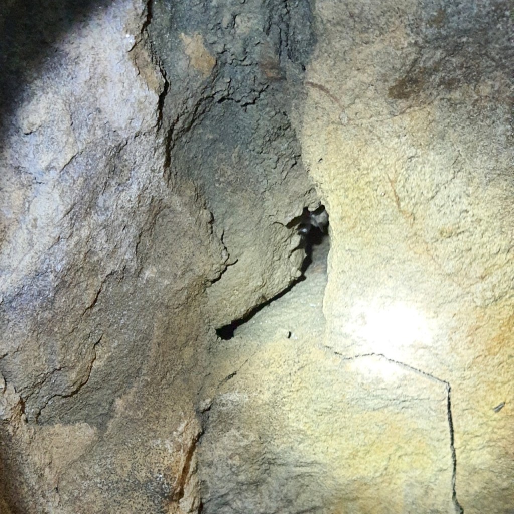 Eine weitere Spalte mit Fledermaus (© Cornelia Hebrank, 2026)