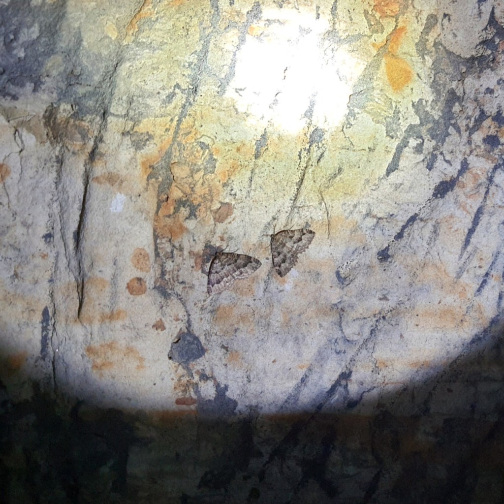 Zwei Falter an einer Höhlenwand (© Cornelia Hebrank, 2026)