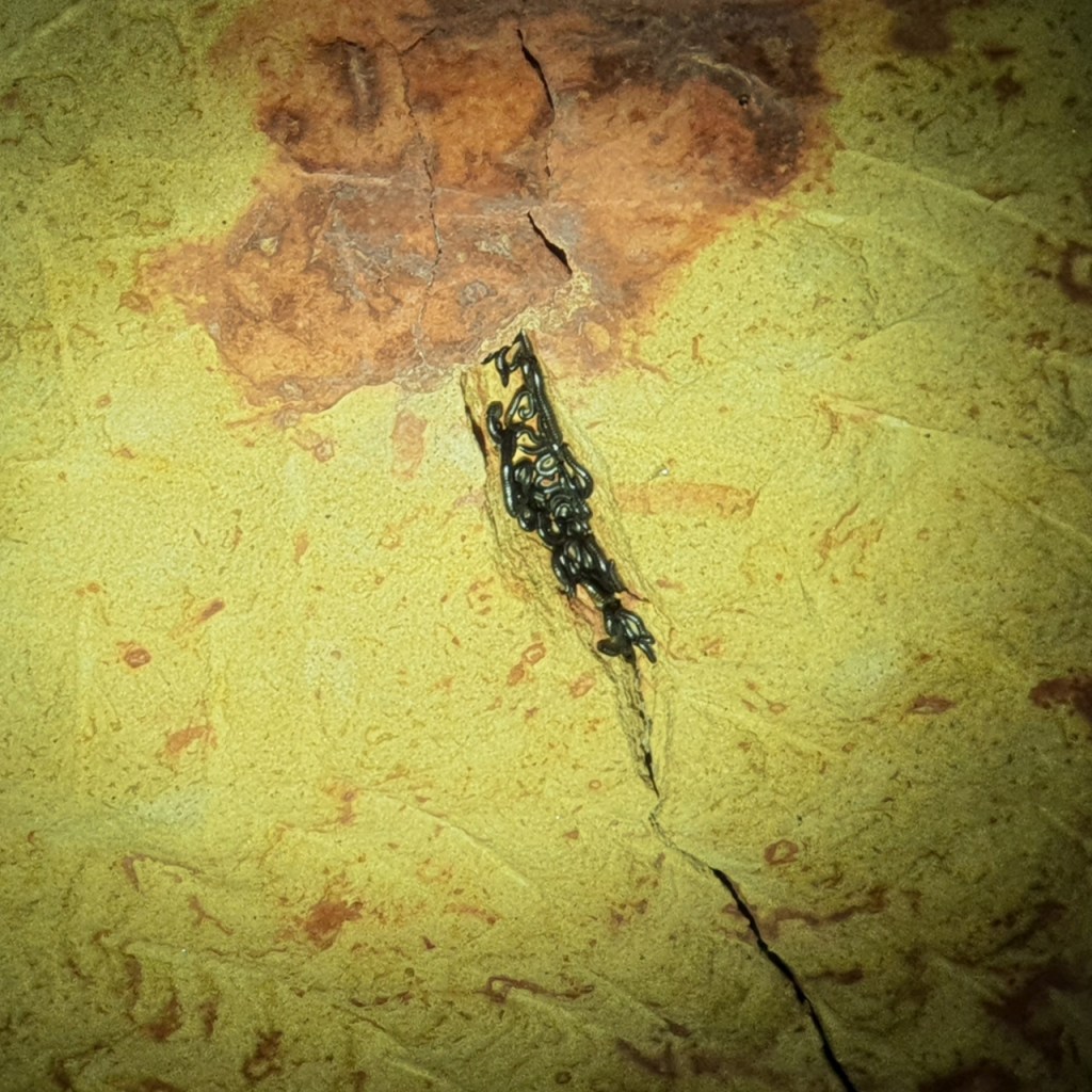 Würmer in einem Spalt (© Cornelia Hebrank, 2026)