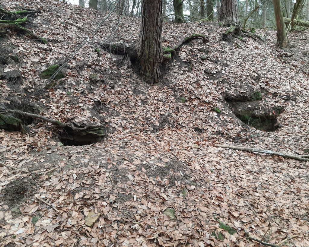 Kleine Eingangslöcher zu Höhlen (© Cornelia Hebrank, 2026)