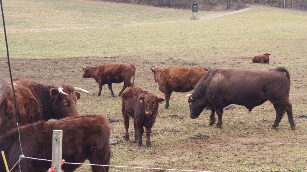 Eine Herde Rinder auf der Weide (© Cornelia Hebrank, 2026)