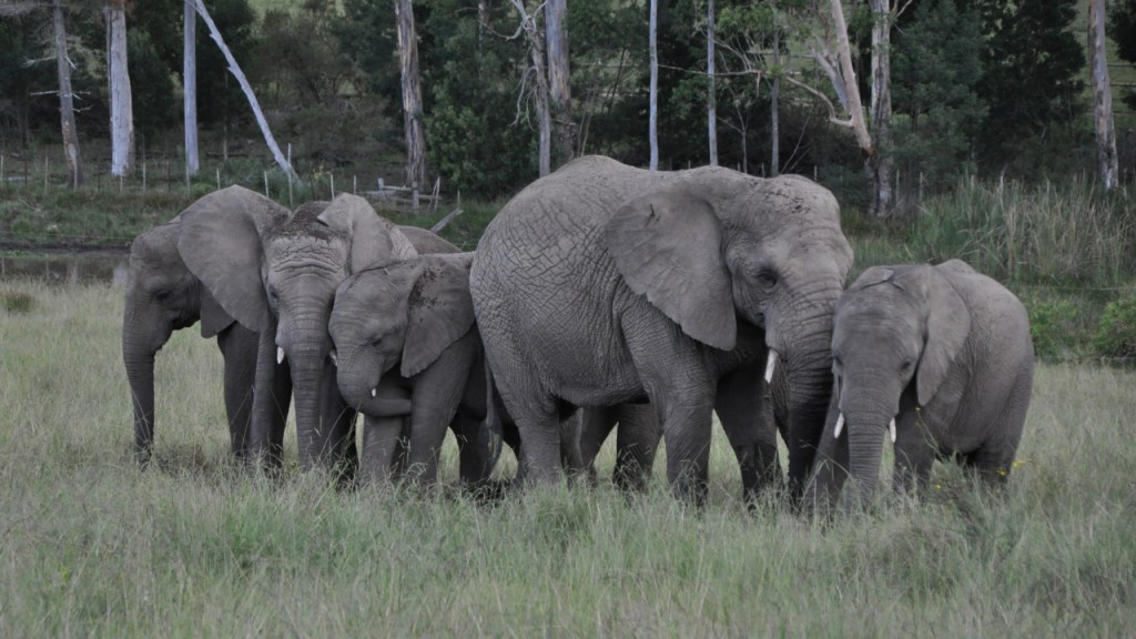 Eine Elefantenherde beim Grasen (© Cornelia Hebrank, 2013)
