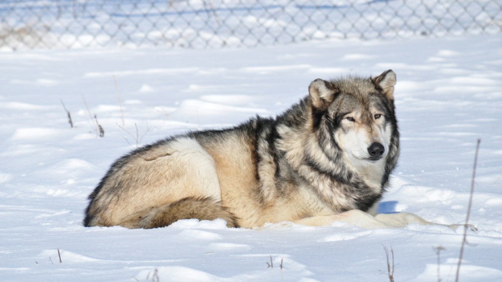 Ein liegender Wolf im Schnee (© Cornelia Hebrank, 2014)