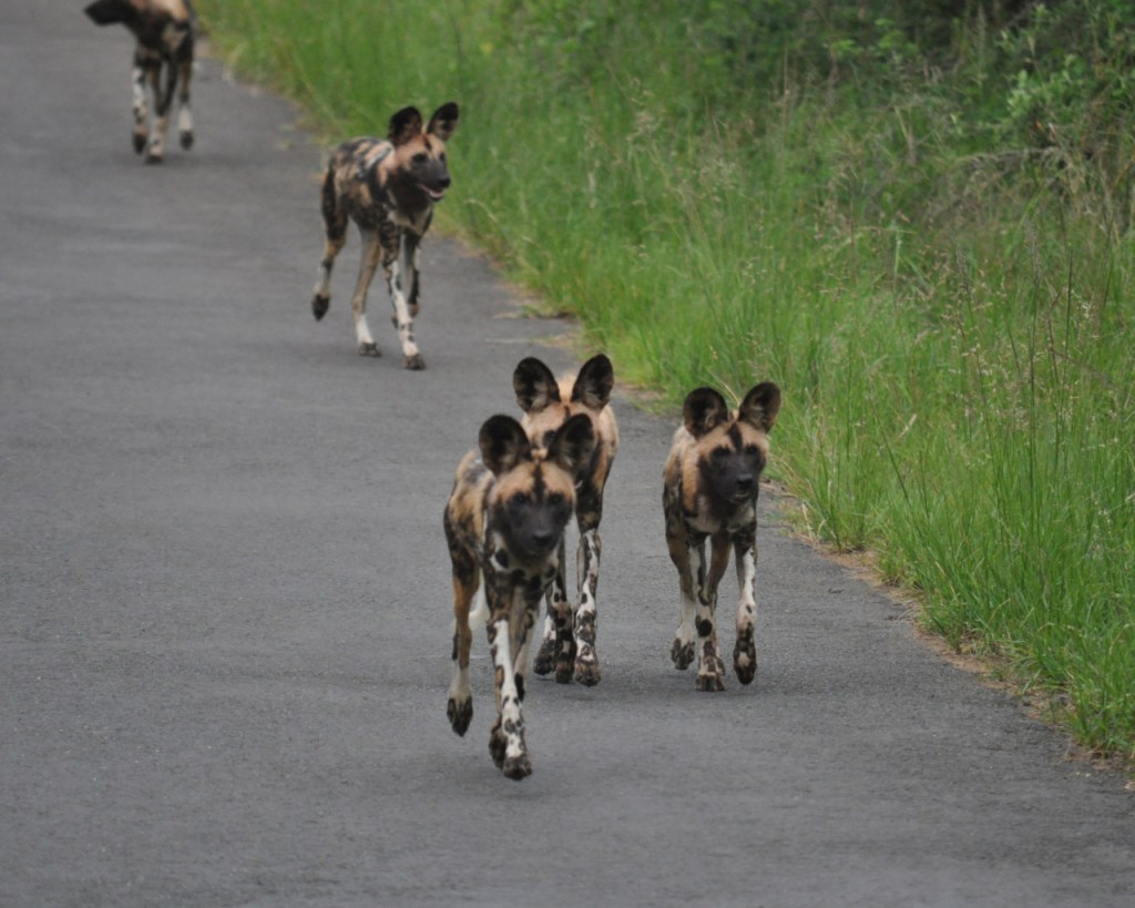 Ein Rudel Hyänenhunde auf einer Straße (© Cornelia Hebrank, 2013)