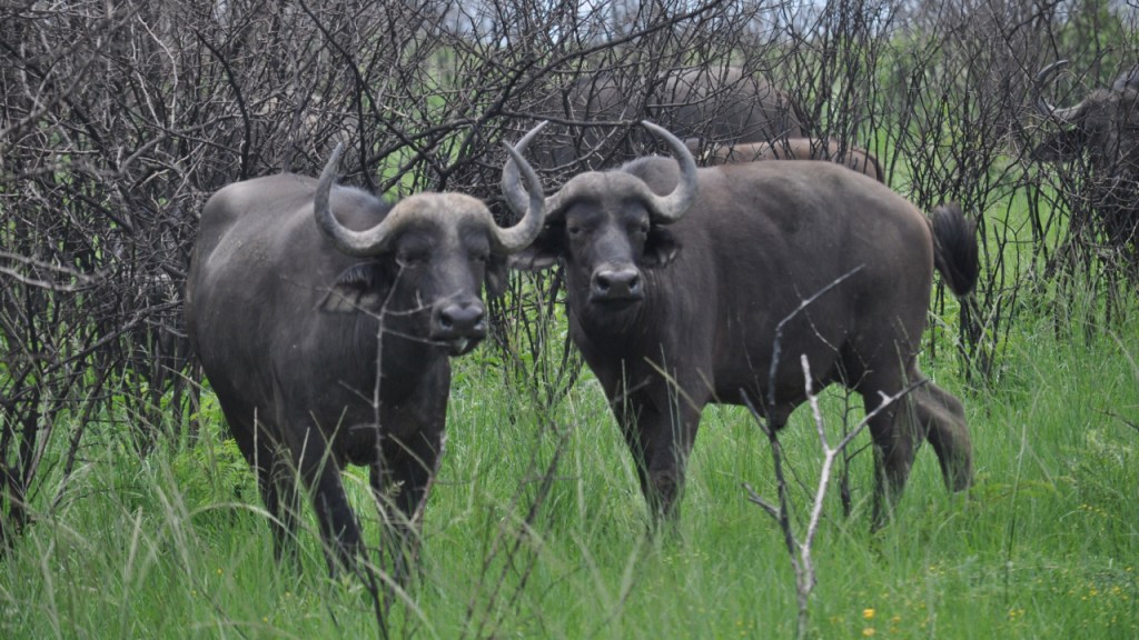 Büffel zwischen Gebüsch und Wiese (© Cornelia Hebrank, 2013)