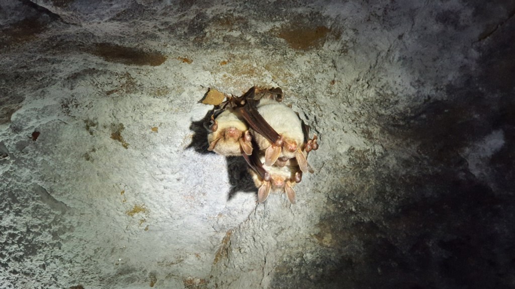 Fledermäuse an der Höhlendecke (© Cornelia Hebrank, 2025)