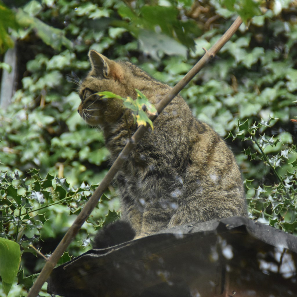 Wildkatzen – putzig, aber mit&nbsp;Krallen