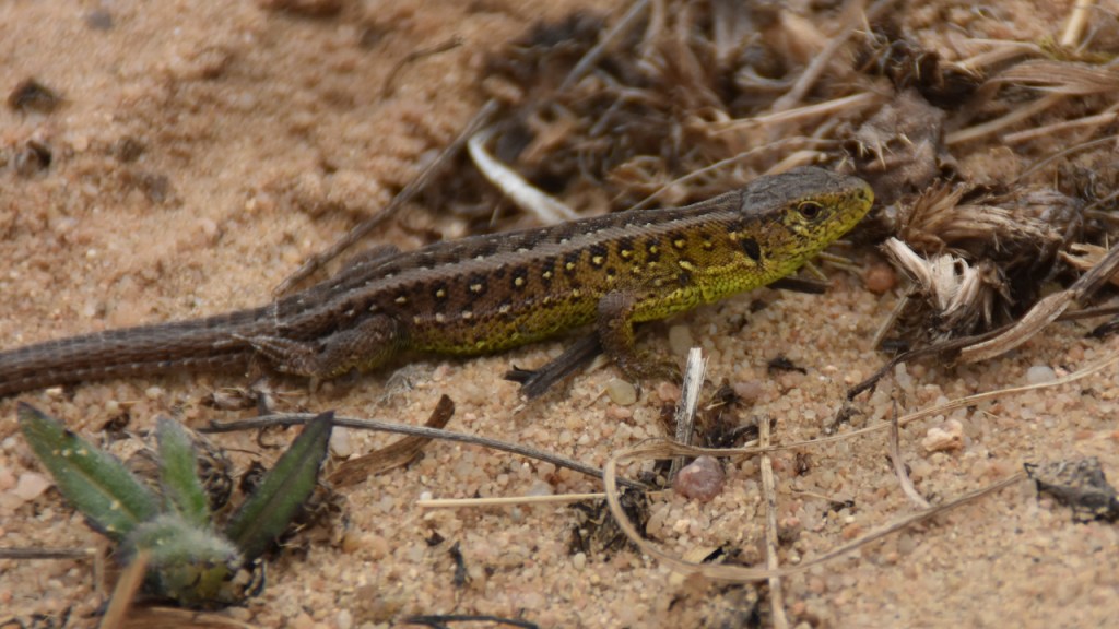 Ein Zauneidechsenmännchen (© Cornelia Hebrank, 2026)