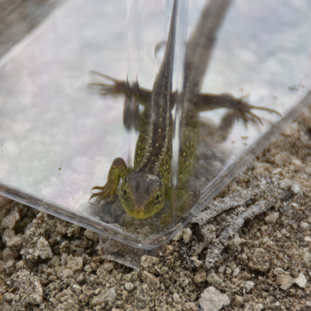 Nahaufnahme einer Eidechse in der Transportbox (© Cornelia Hebrank, 2026)