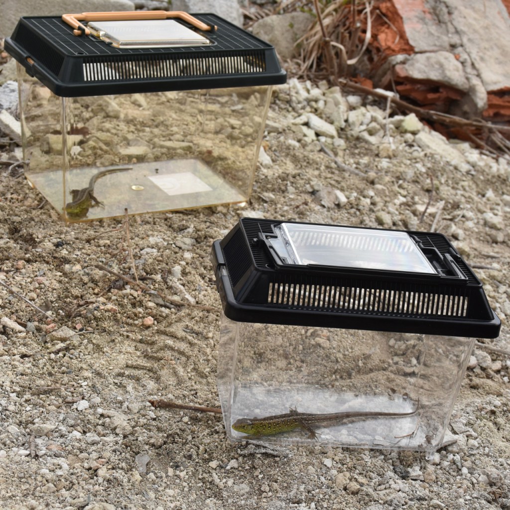 Zwei Echsen in kleinen Transportboxen (© Cornelia Hebrank, 2026)