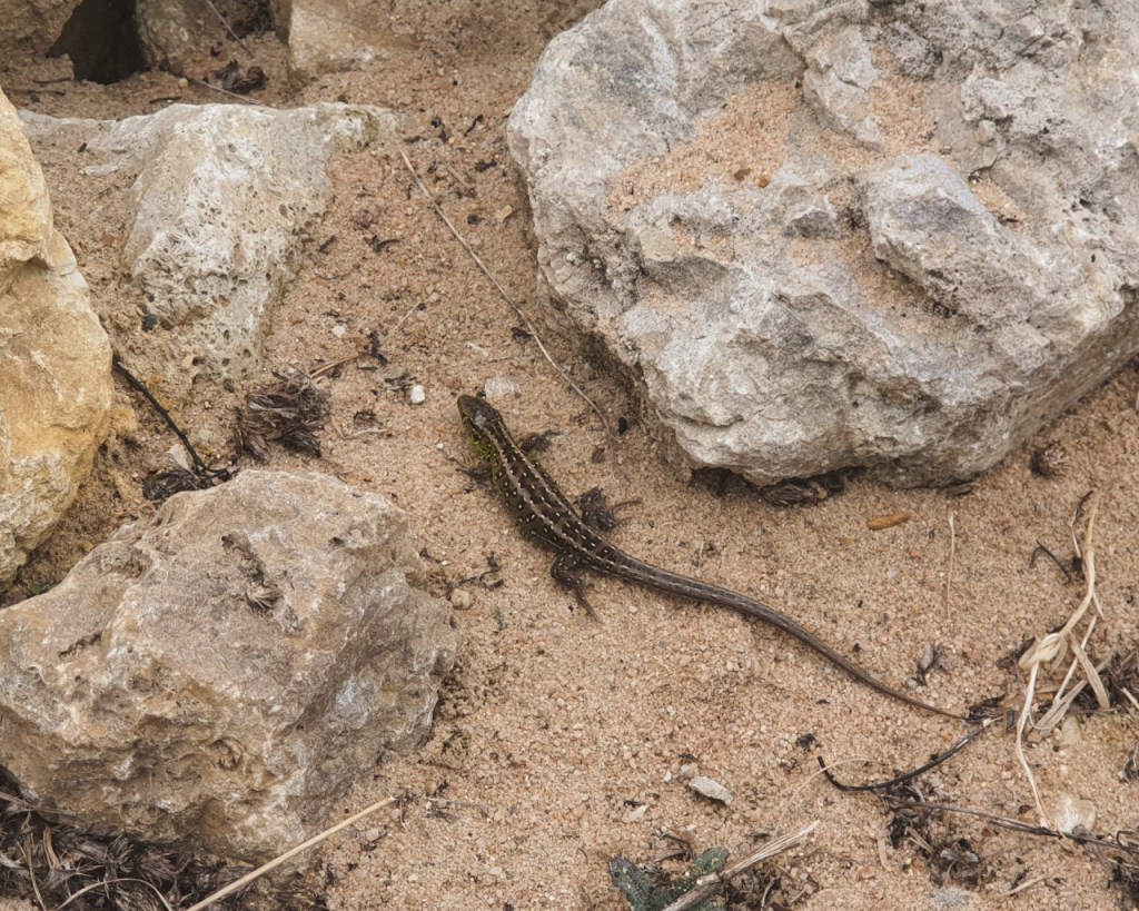 Eidechse auf dem Weg zu den Steinhaufen (© Cornelia Hebrank, 2026)
