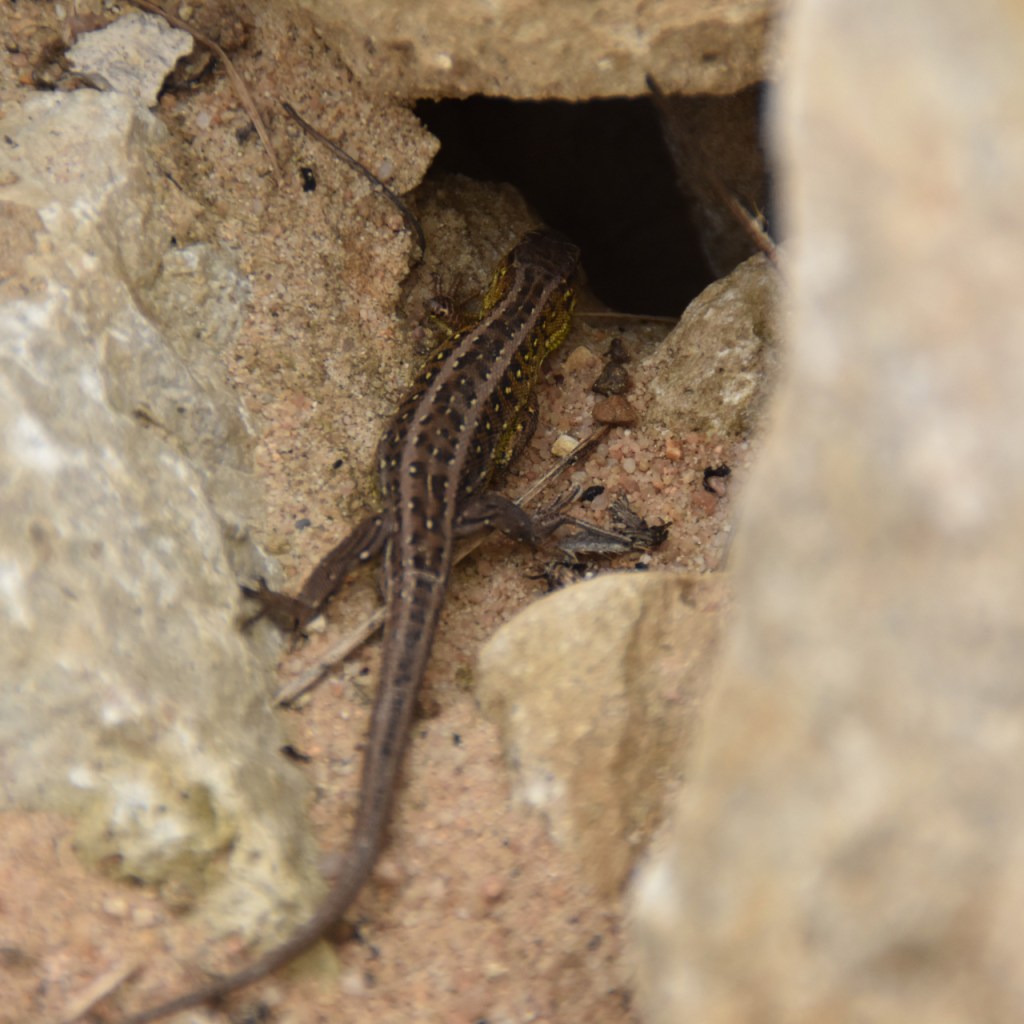 Letzter Blick auf die zwischen den Steinen verschwindende Eidechse (© Cornelia Hebrank, 2026)