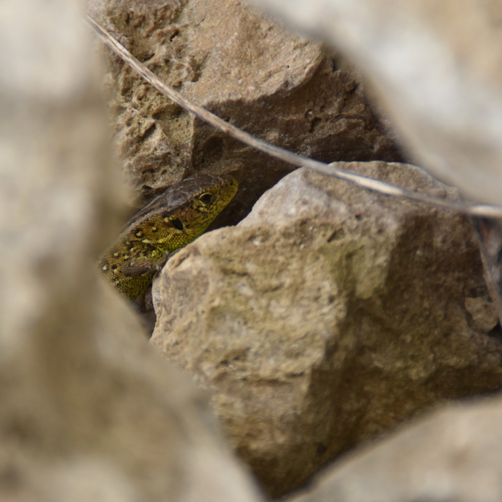 Blick auf den Kopf einer Eidechse zwischen den Steinen (© Cornelia Hebrank, 2026)