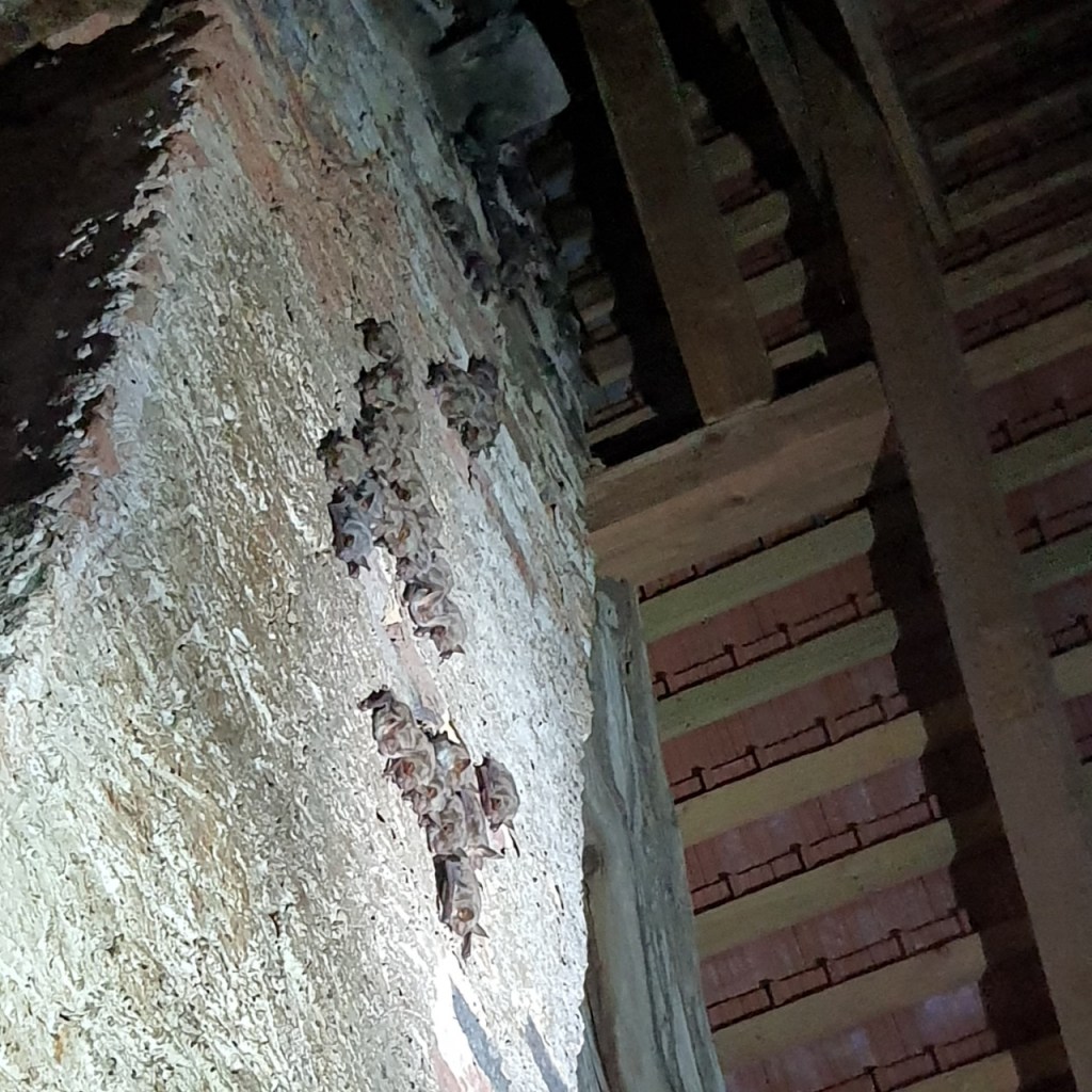 Fledermäuse im Sommerquartier